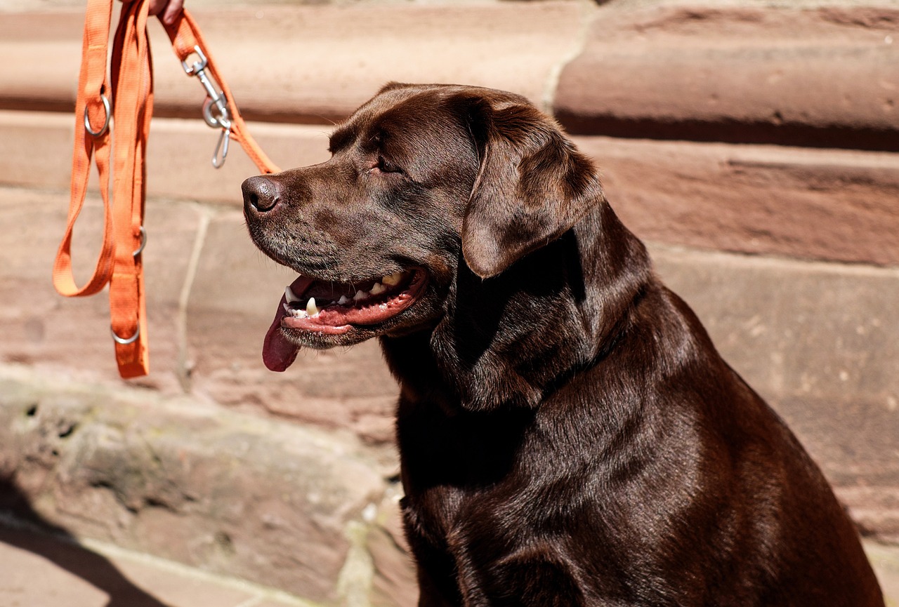 dog labrador retriever brown free photo