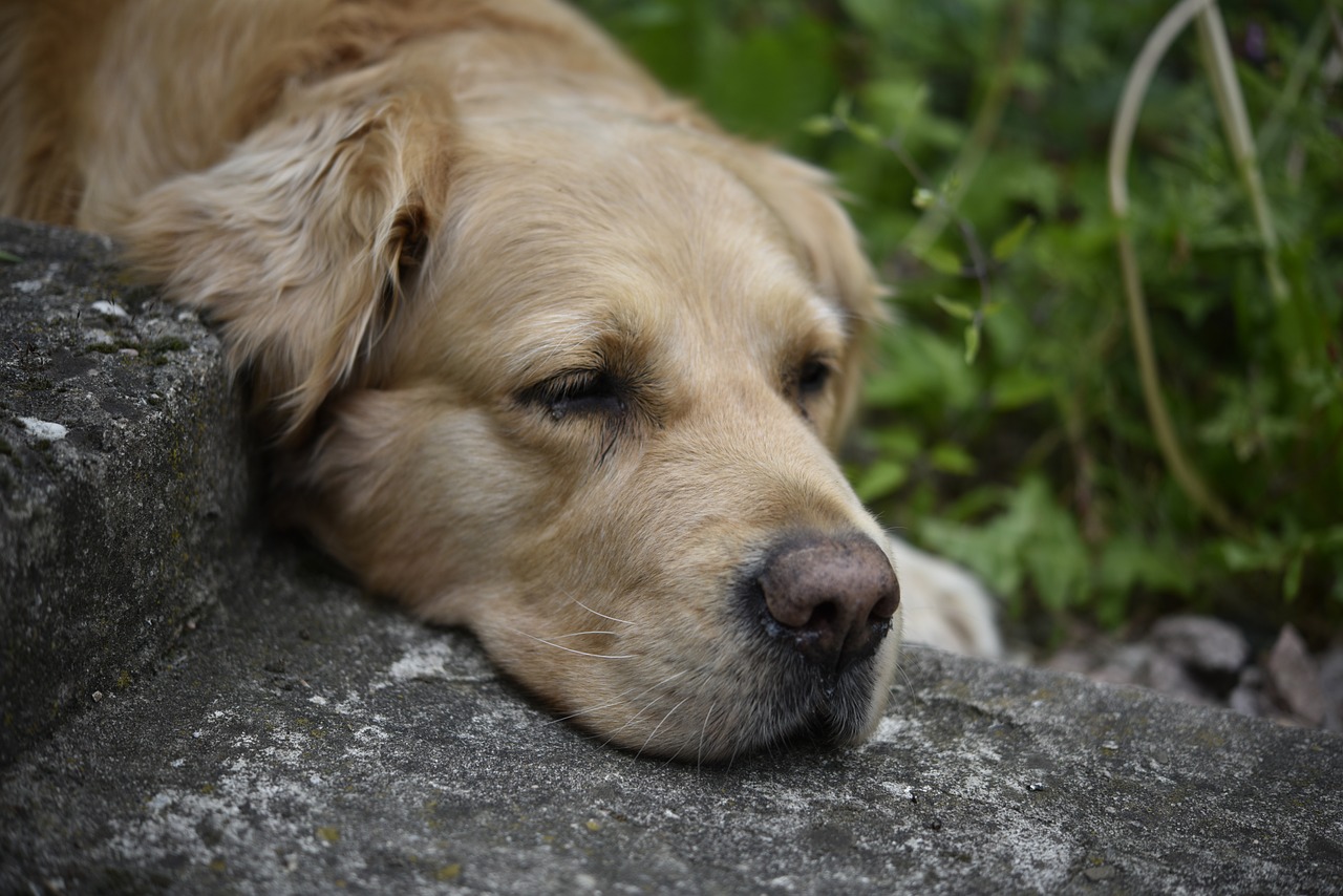 dog pet golden retriever free photo