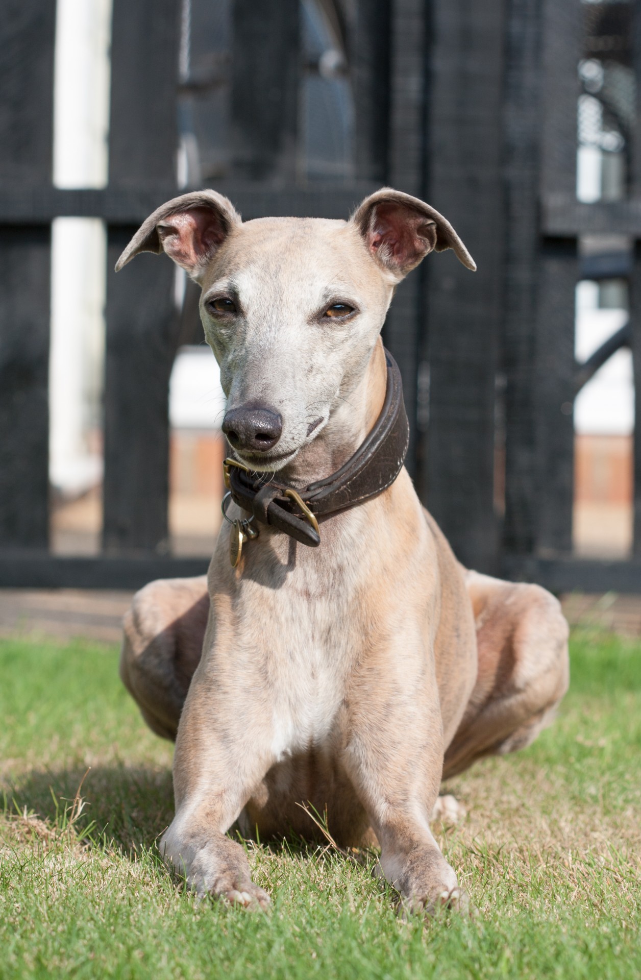 dog whippet laying free photo