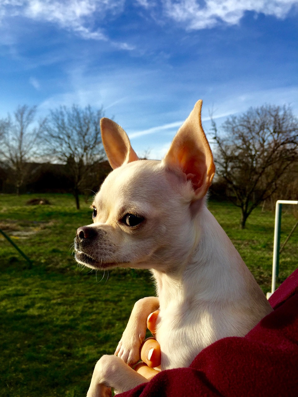 dog chihuahua puppy free photo