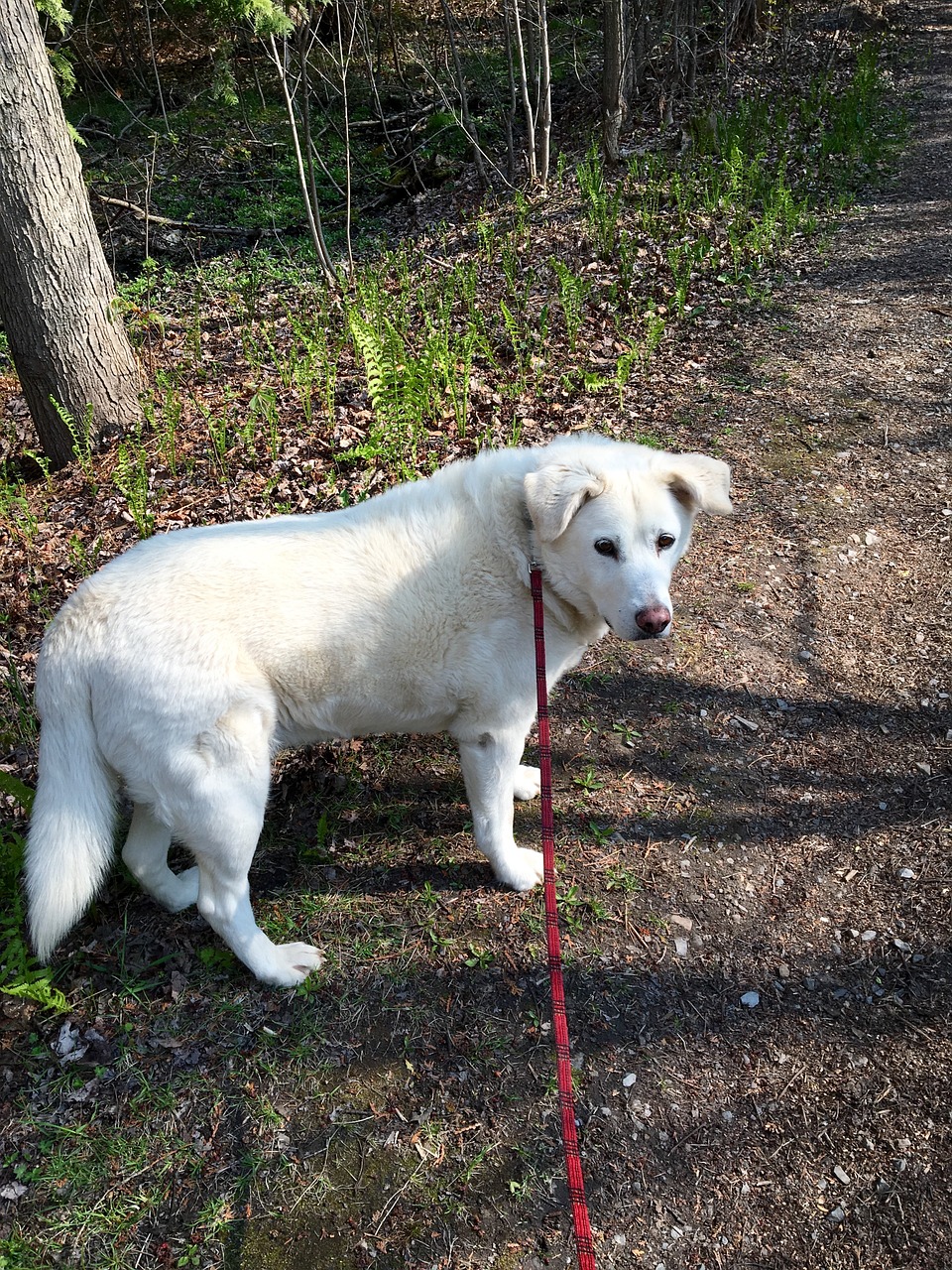 dog path nature free photo