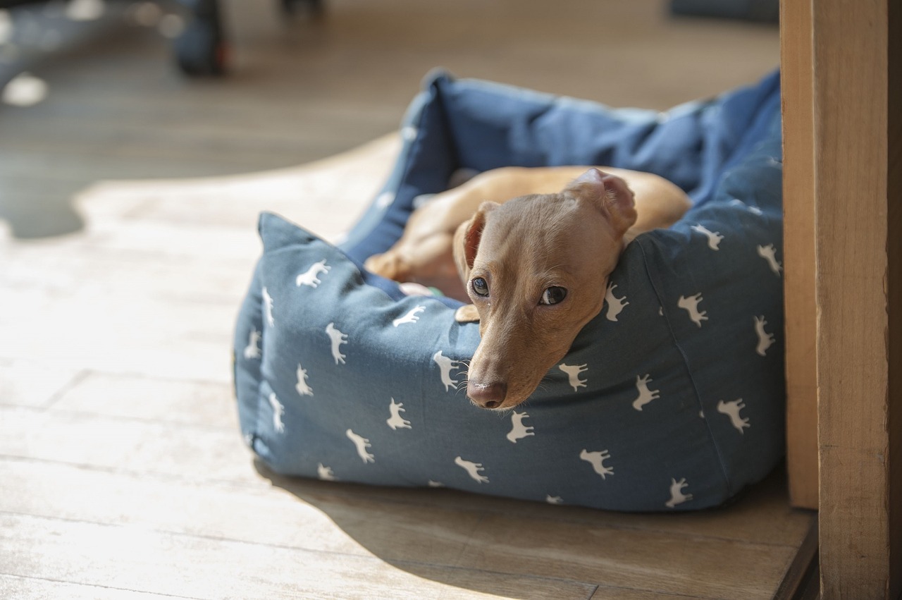 dog dachshund looking free photo