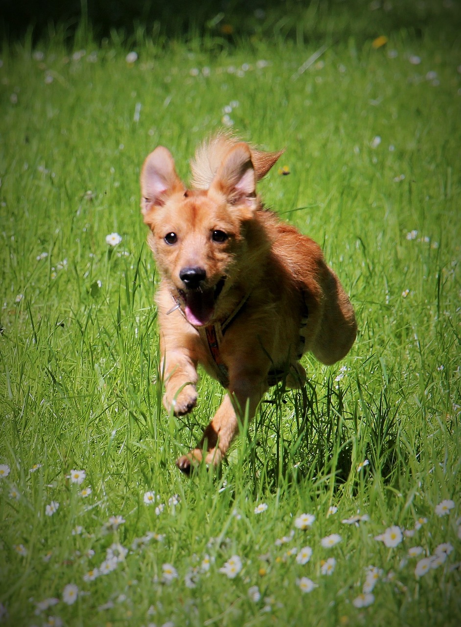 dog run jump free photo