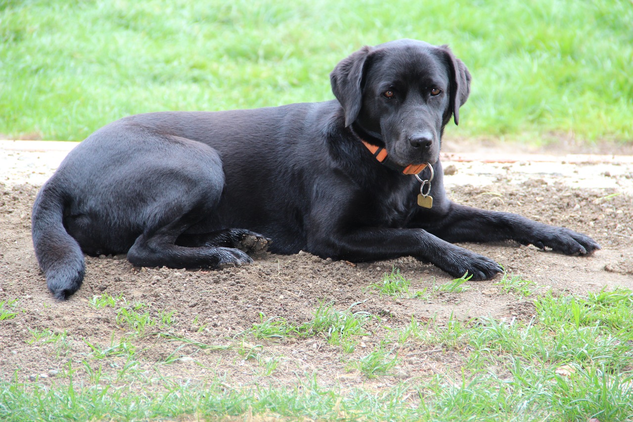 dog black necklace free photo