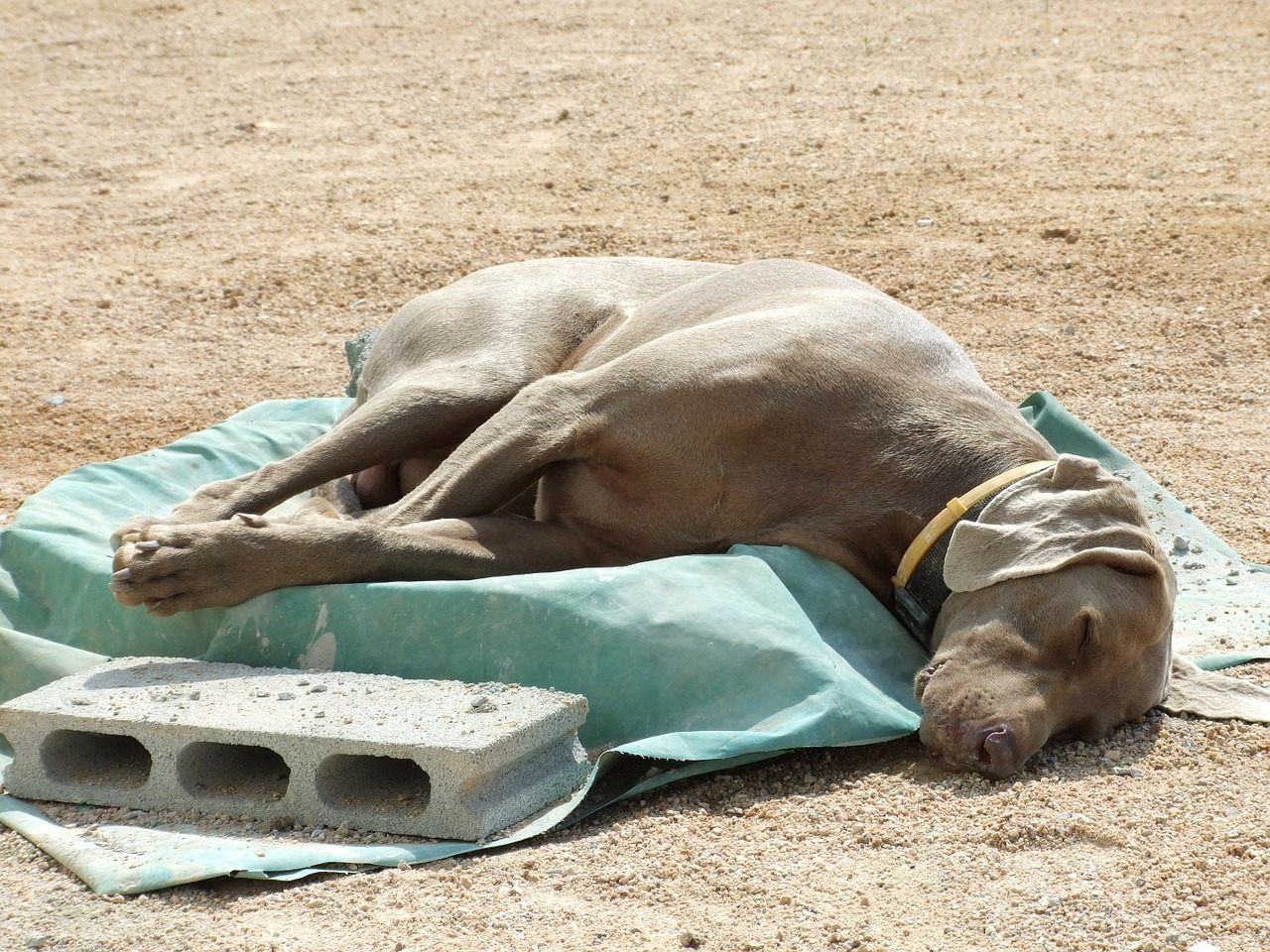 dog animal weimaraner free photo