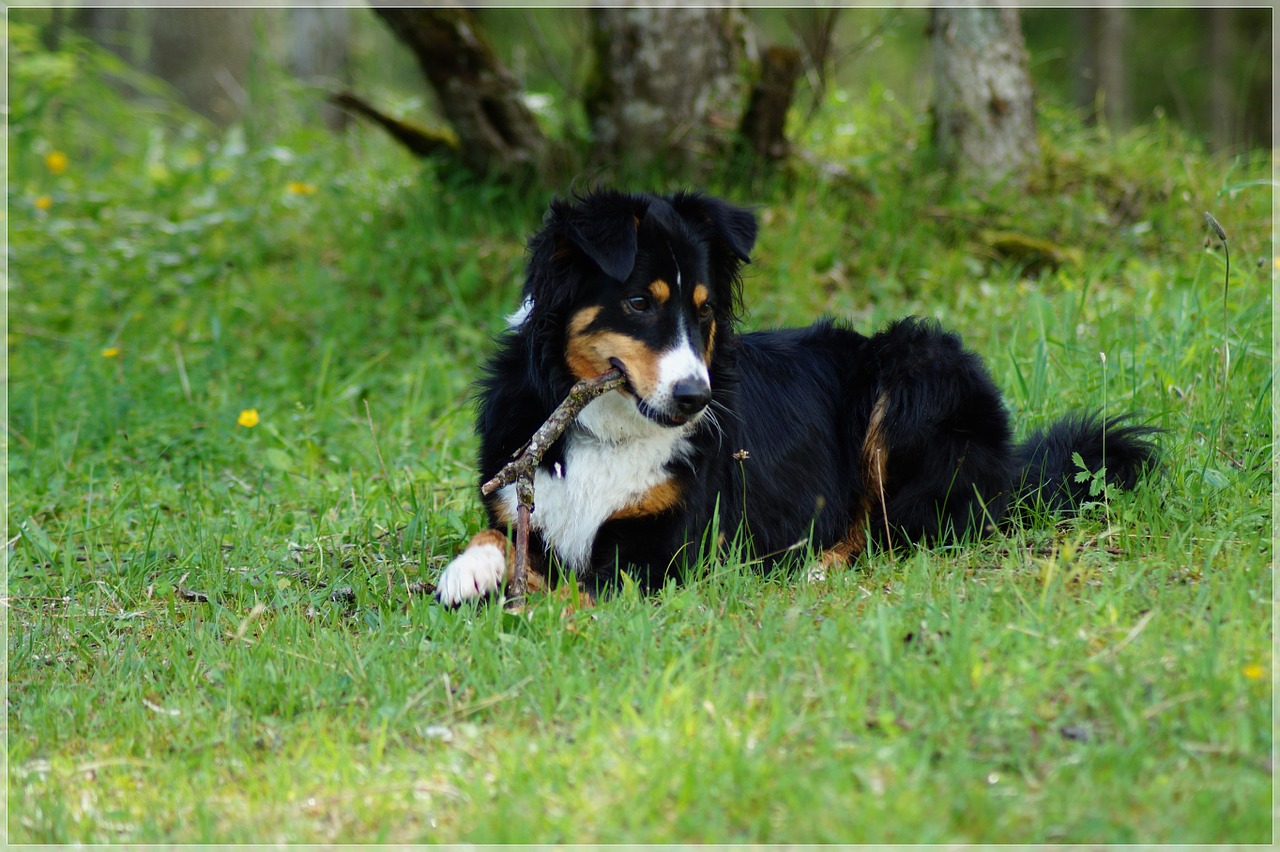 dog meadow play free photo