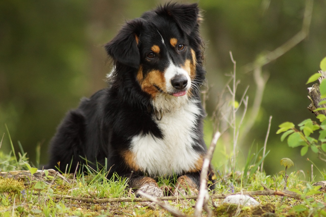 dog floor meadow free photo