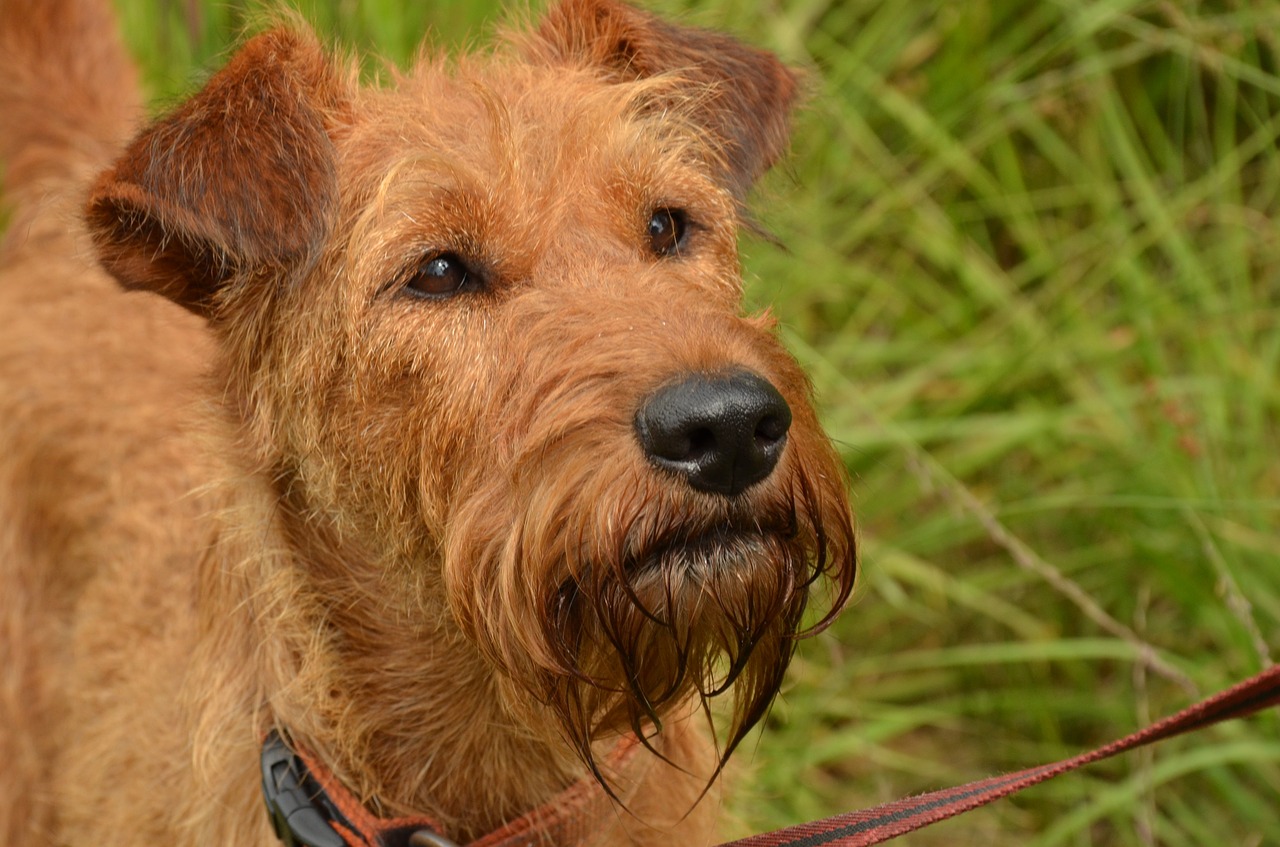 dog irish terrier free photo