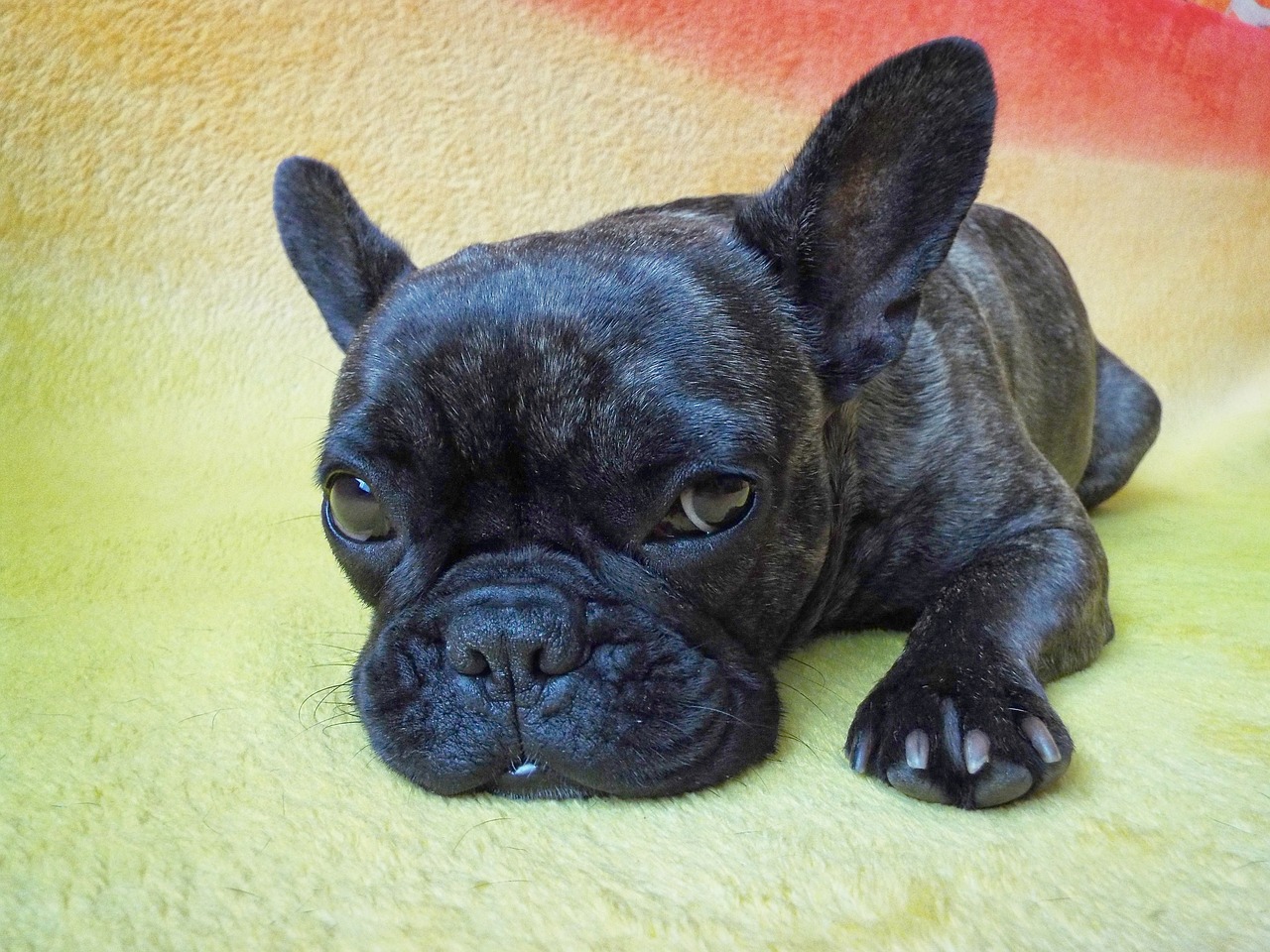 dog french bulldog fatigue free photo