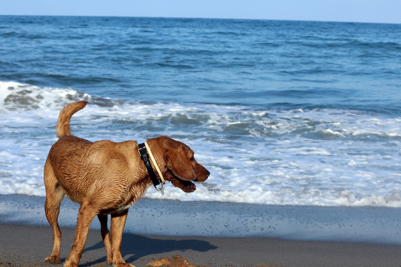 dog sea animal free photo