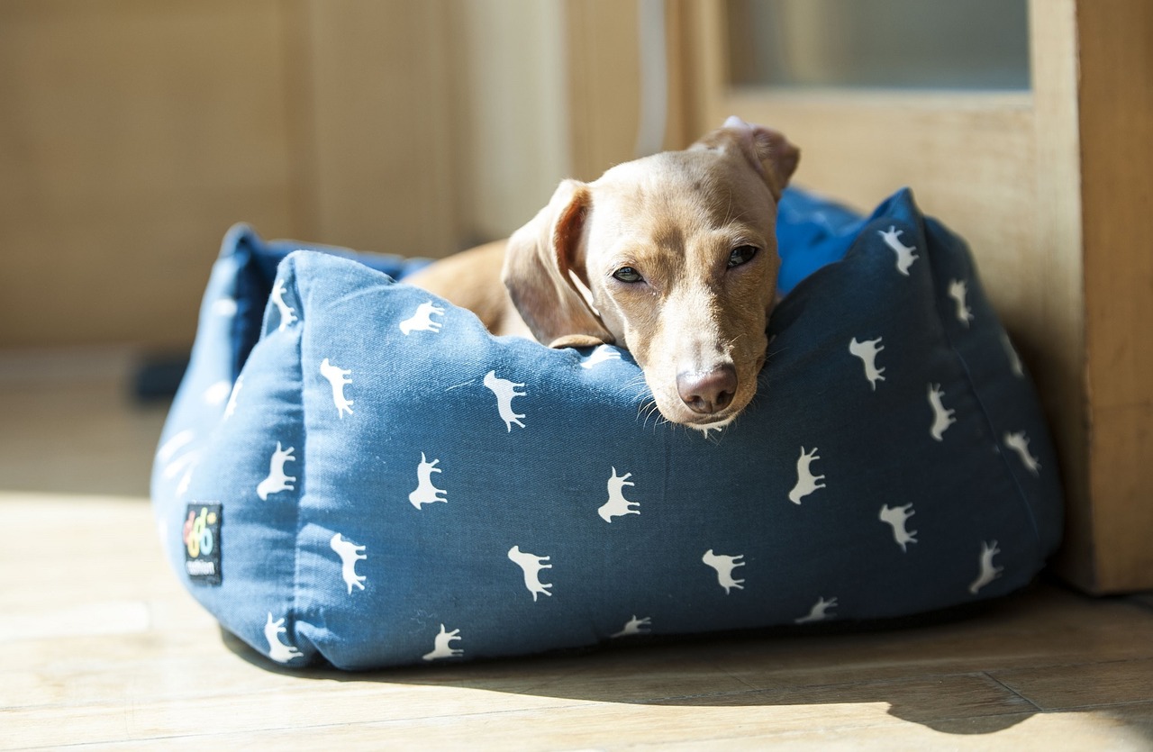 dog dachshund looking free photo