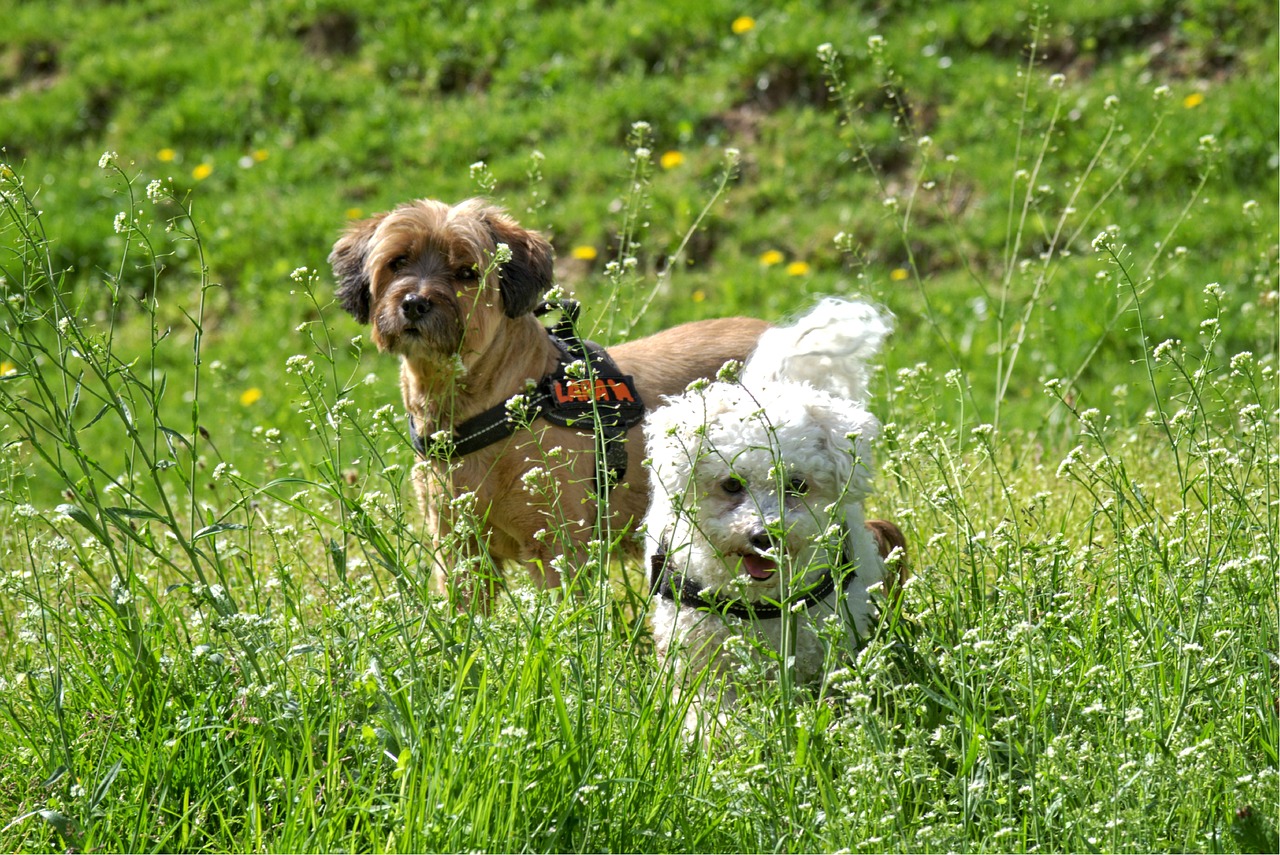 dog meadow grass free photo