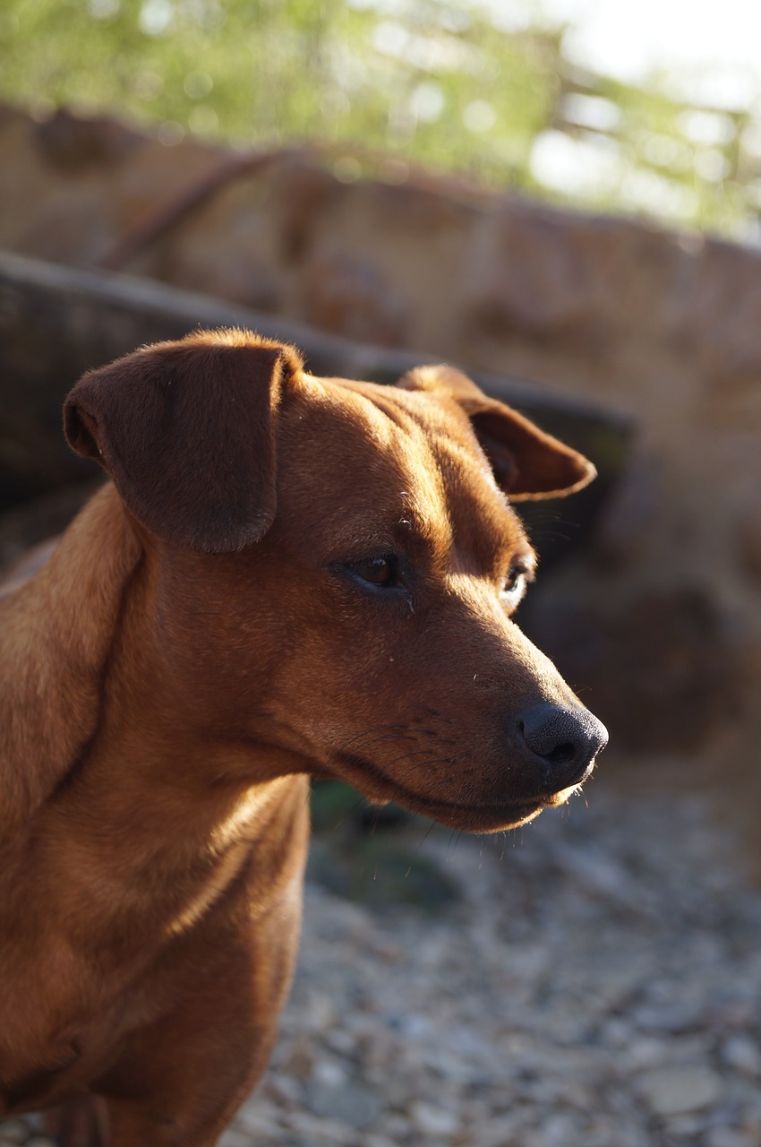 dog brown domestic free photo