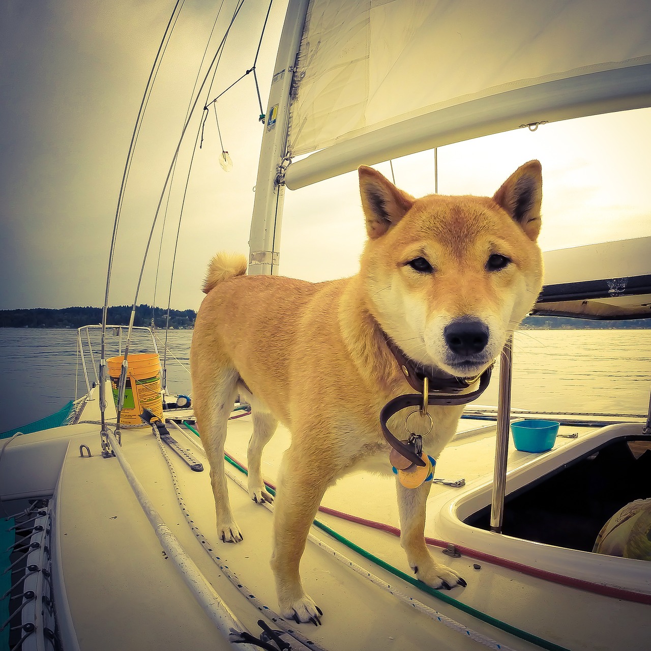 dog sailboat water free photo