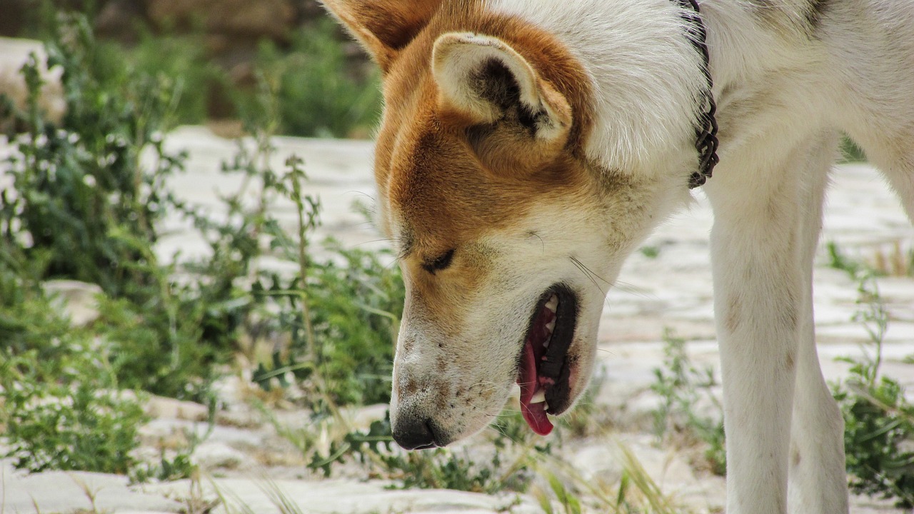 dog animal curious free photo