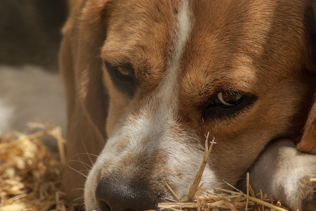 dog hunting pack free photo