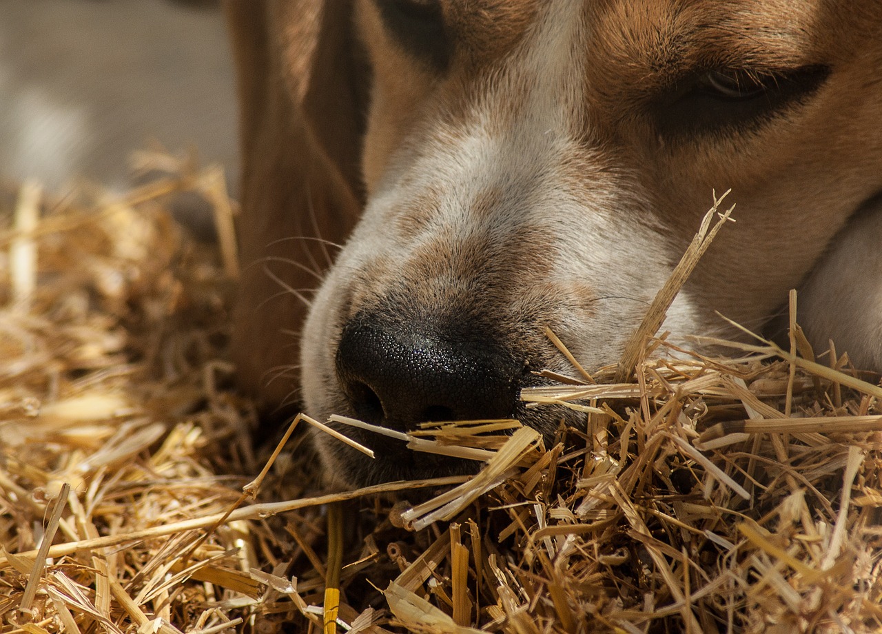 dog hunting pack free photo