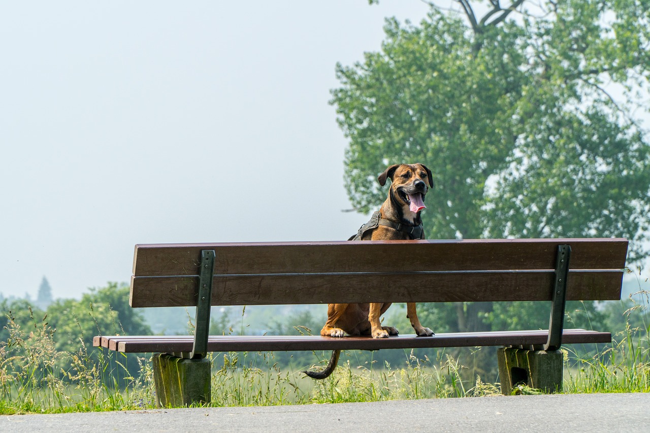 dog bank wait free photo