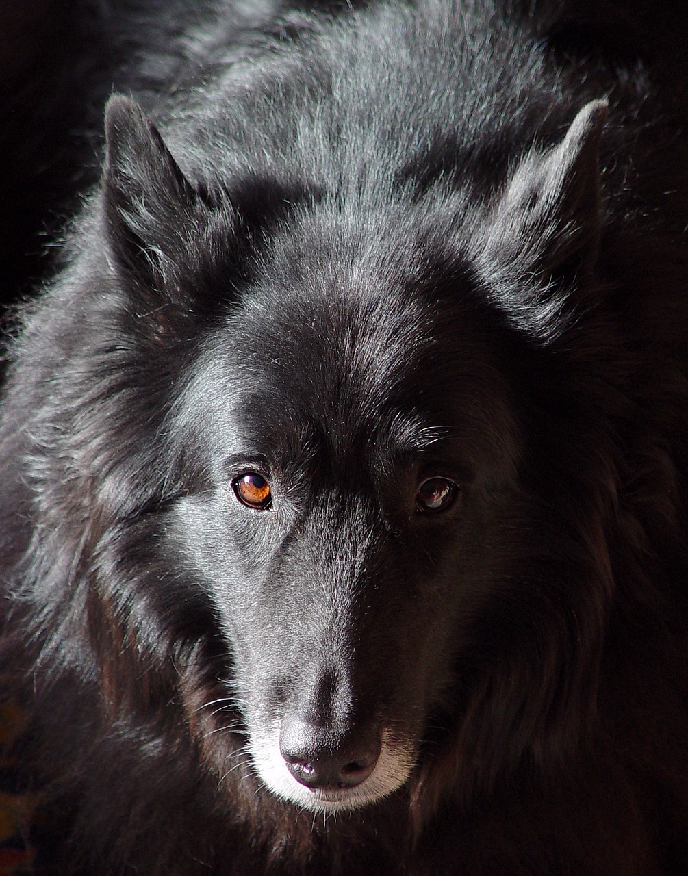 dog reflection old free photo