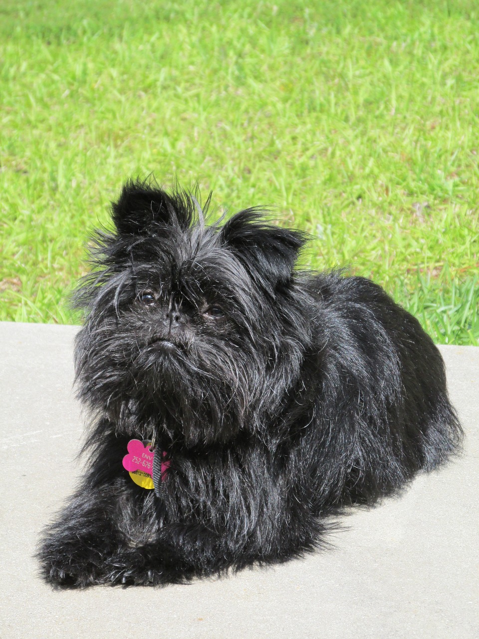 dog affenpinscher pet free photo