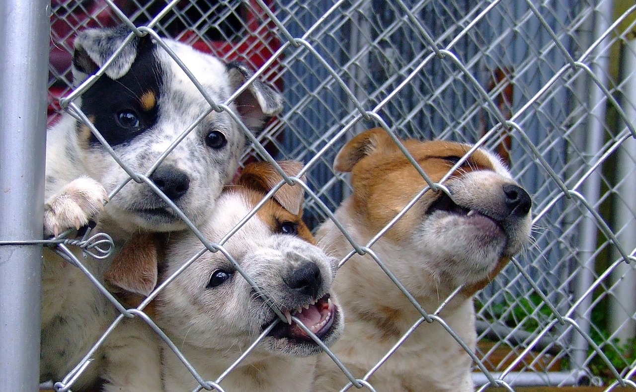 dog puppy shelter free photo