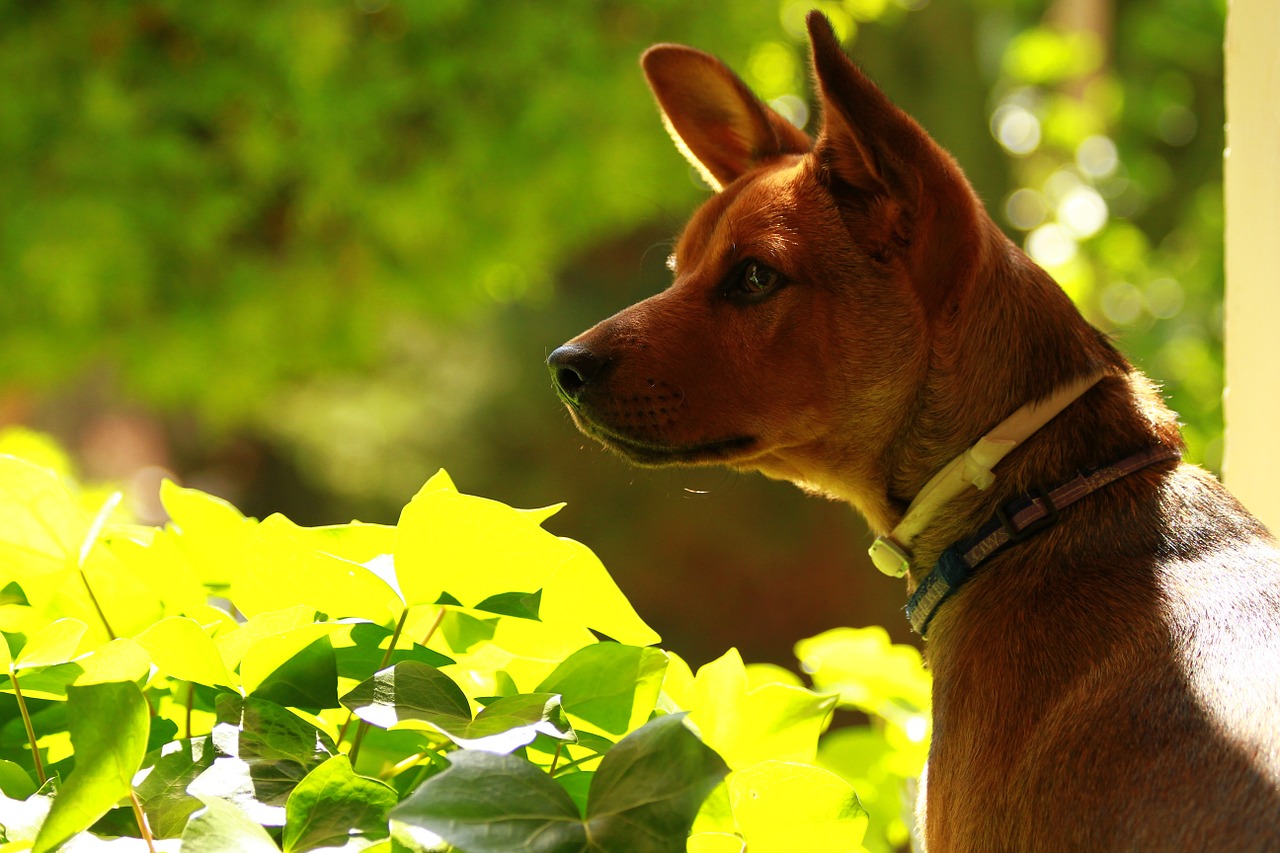 dog portrait male puppy free photo