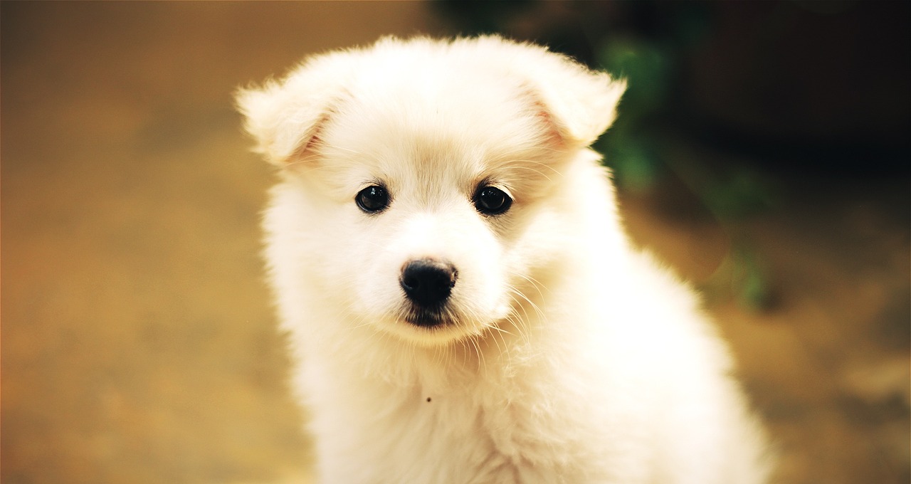 dog puppy cute free photo