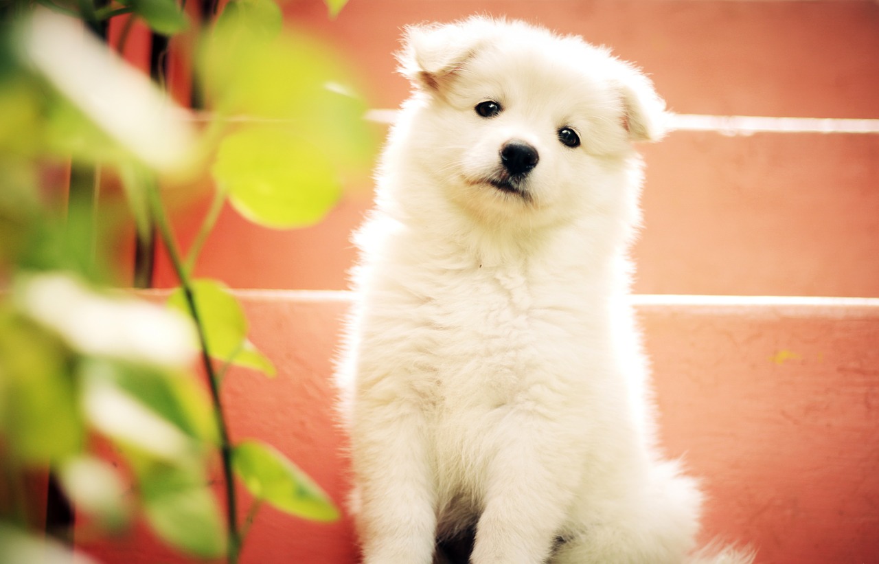 dog puppy cute free photo