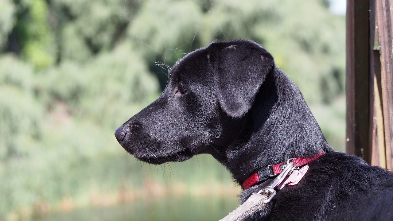 dog lake dog collar free photo