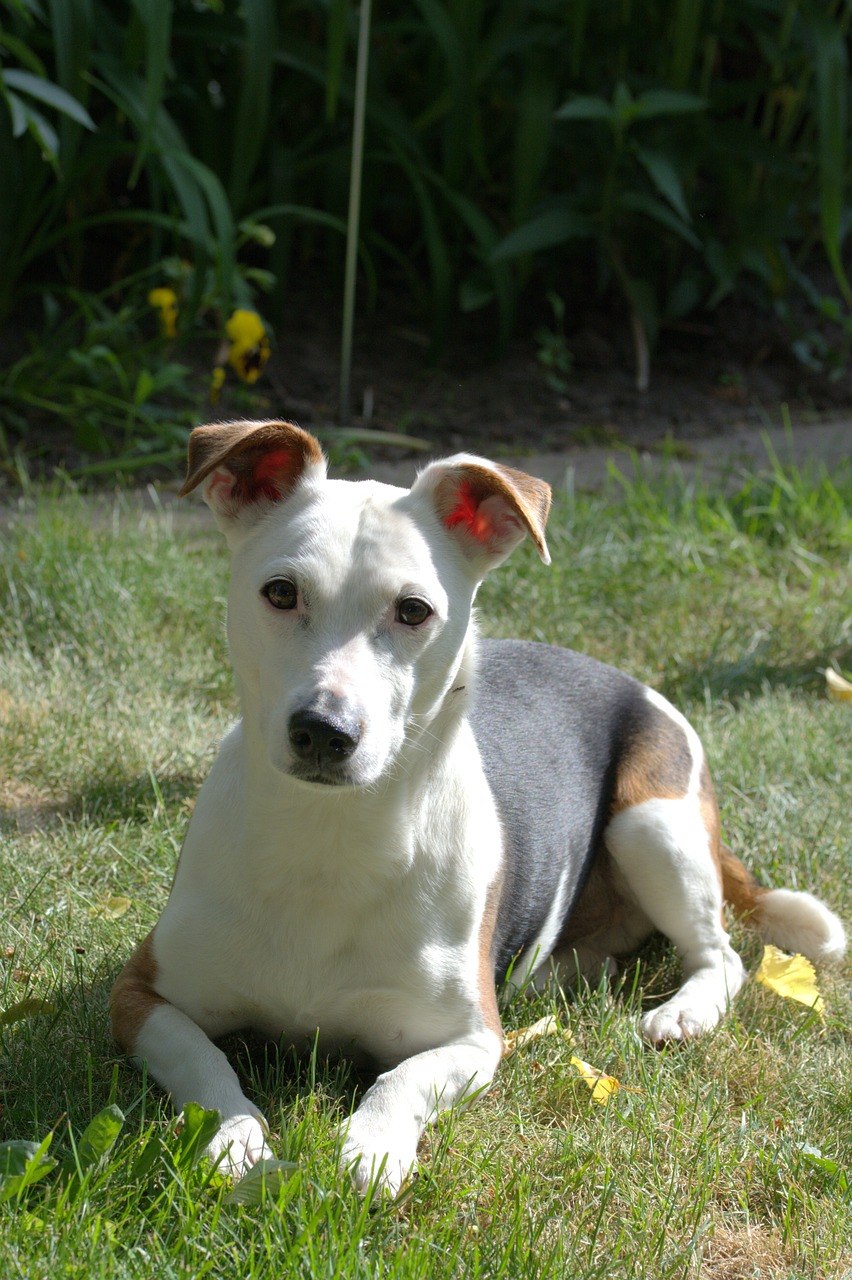 dog jack russell terrier free photo