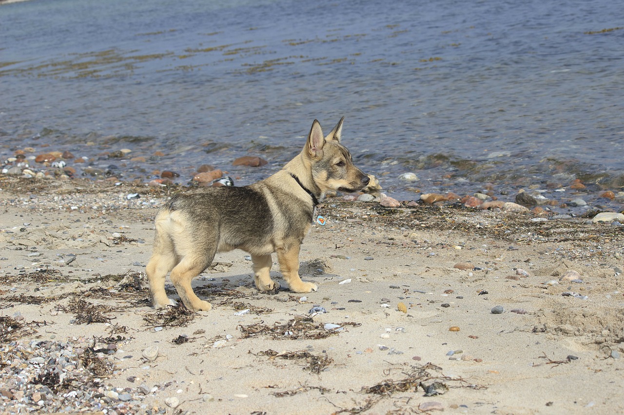 dog beach westgoetaspitz free photo