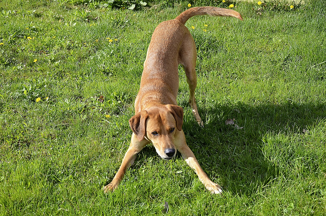 dog meadow play free photo