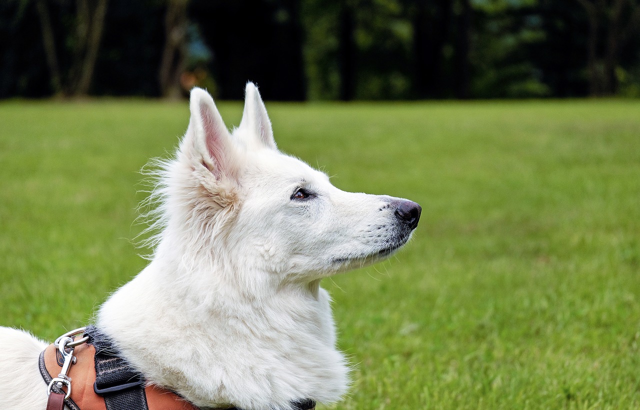 dog swiss shepherd dog white free photo