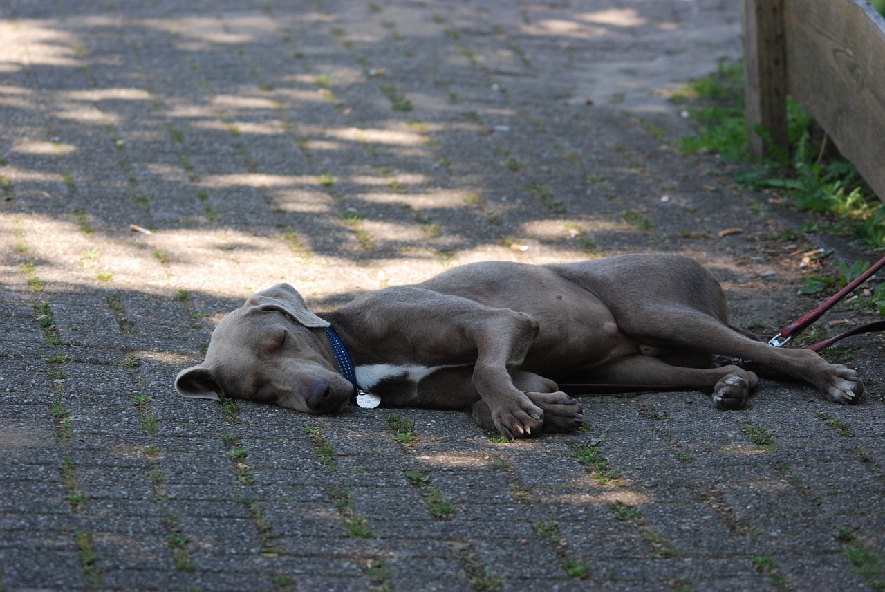 dog grey sleep free photo