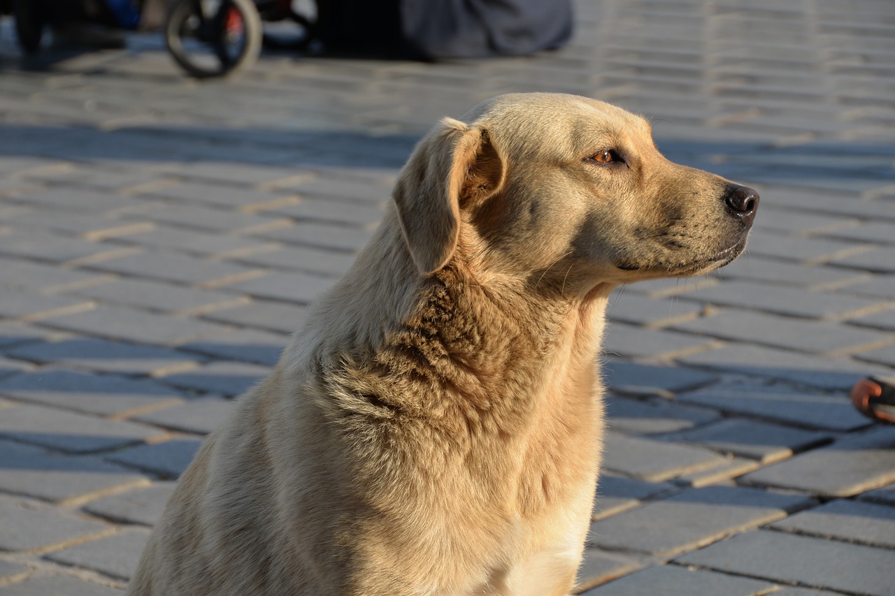 dog istanbul turkey free photo