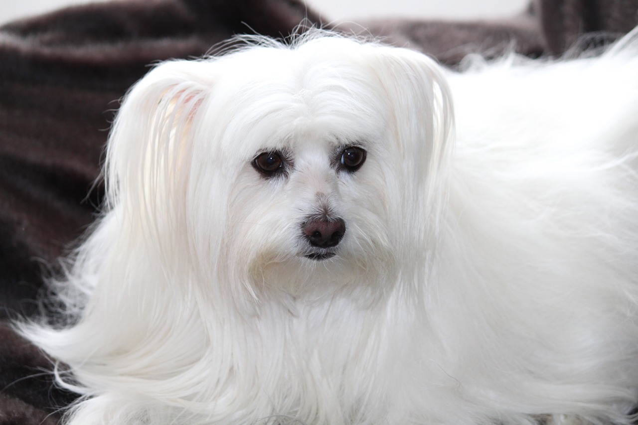 dog maltese thoroughbred free photo