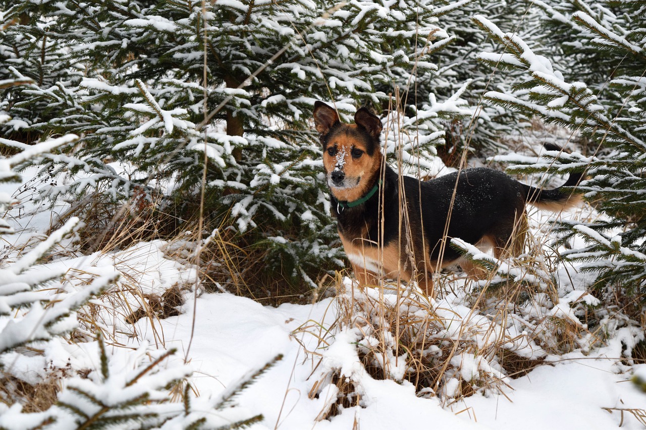 dog winter pet free photo