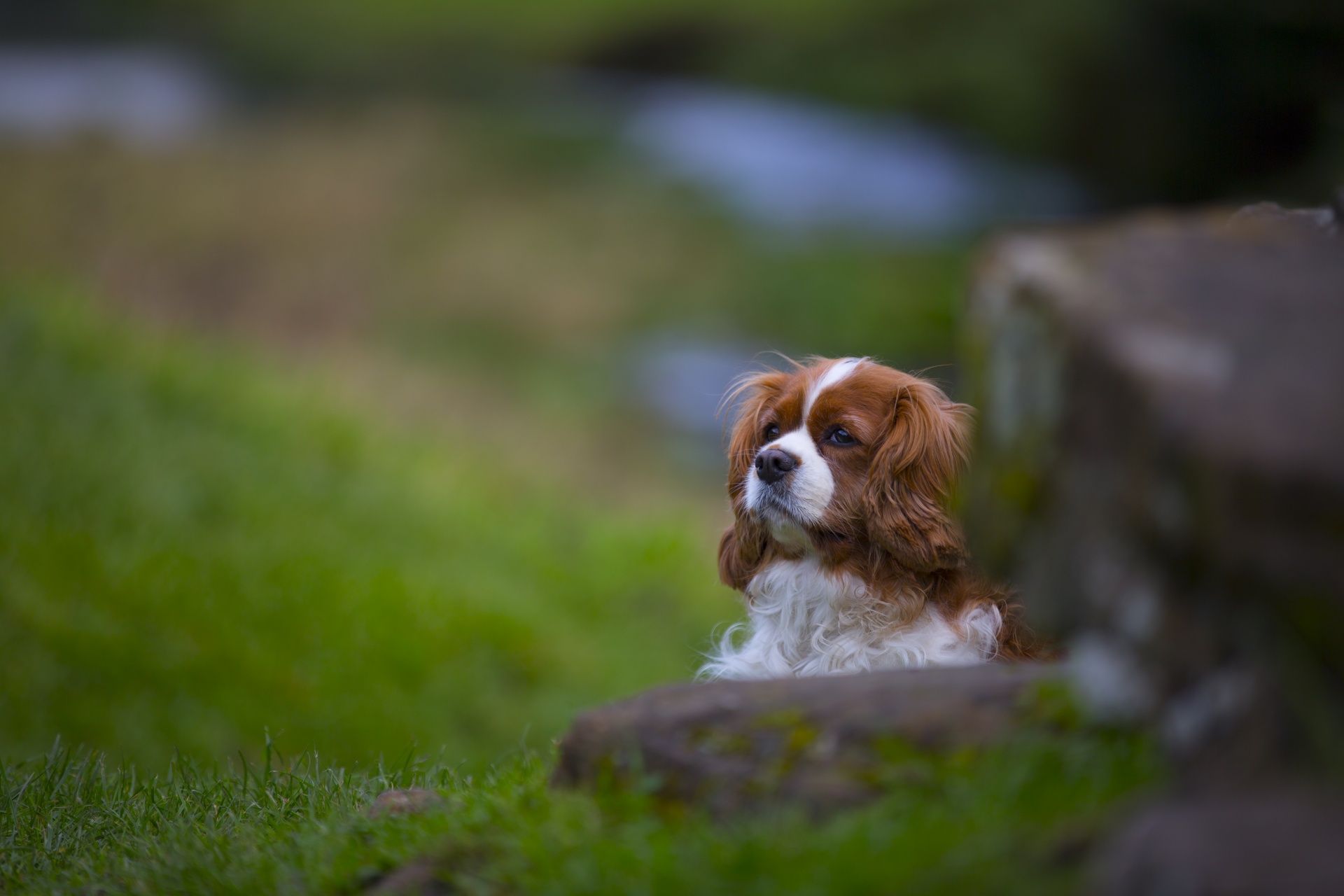 king spaniel charles free photo