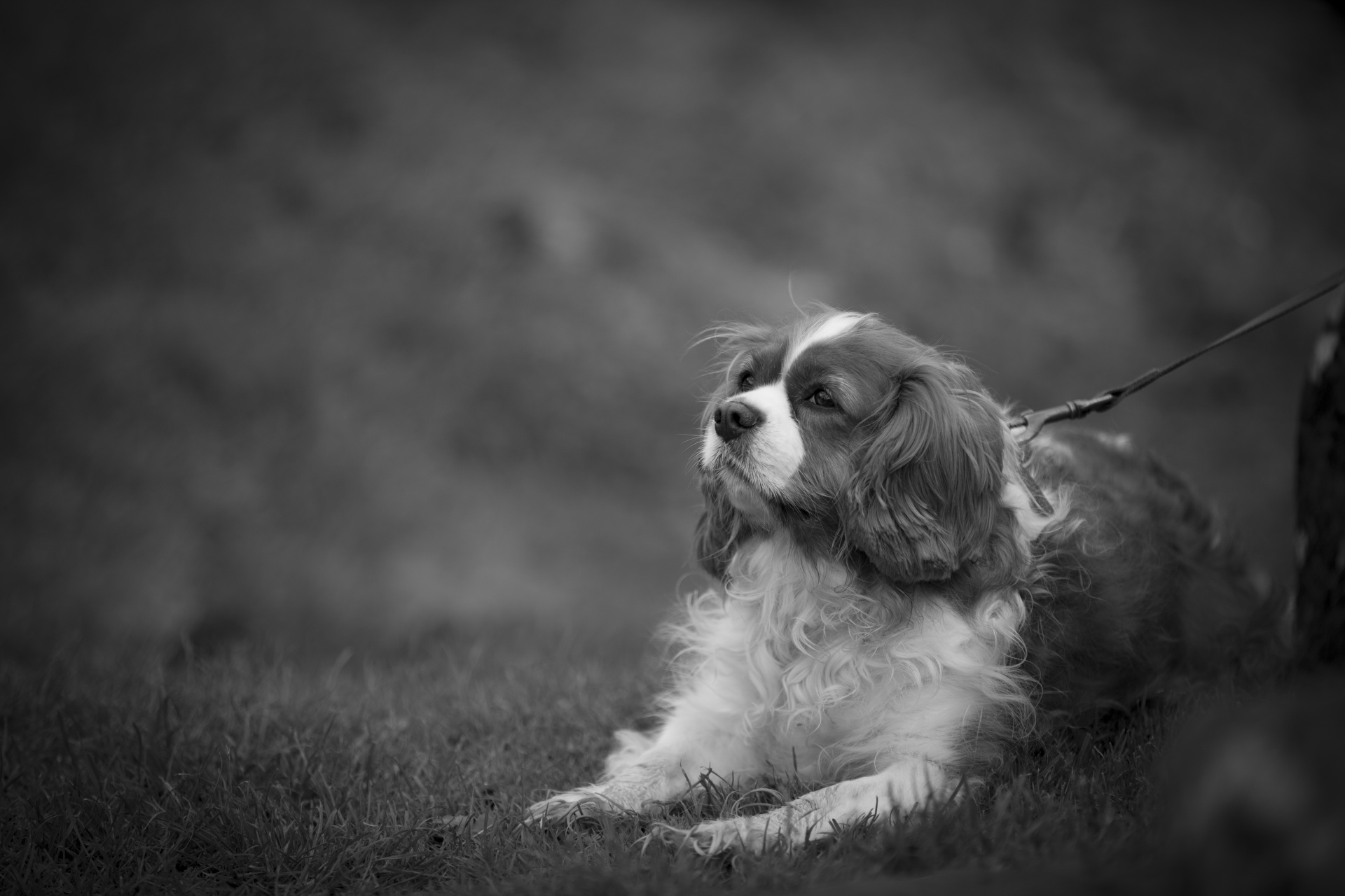 king spaniel charles free photo