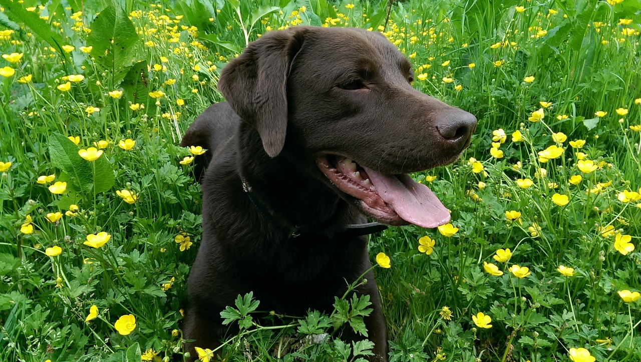 labrador dog pet free photo