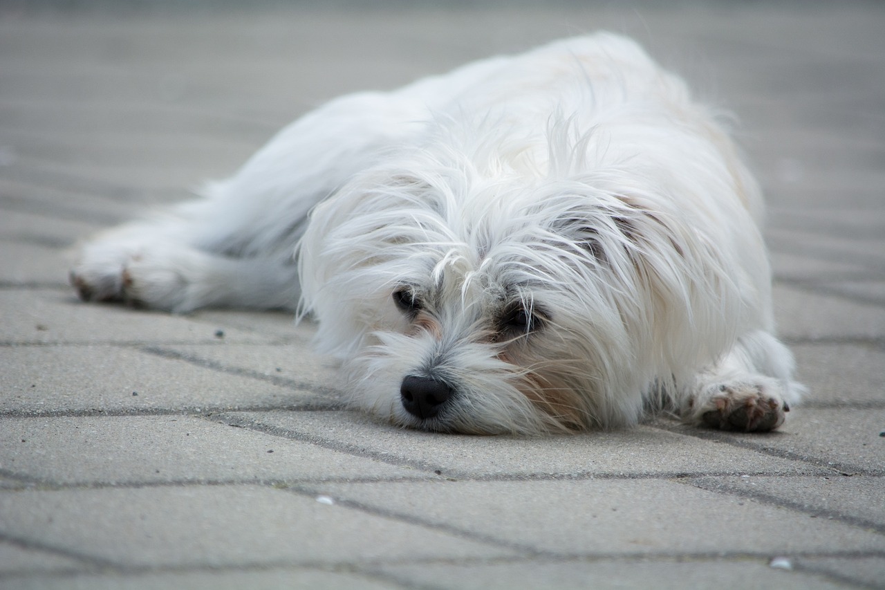 dog small white free photo