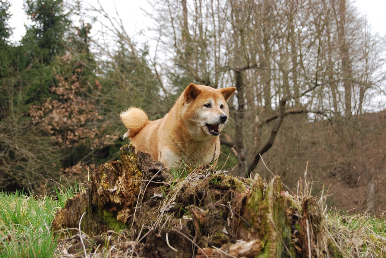 dog eliška shiba-ins free photo