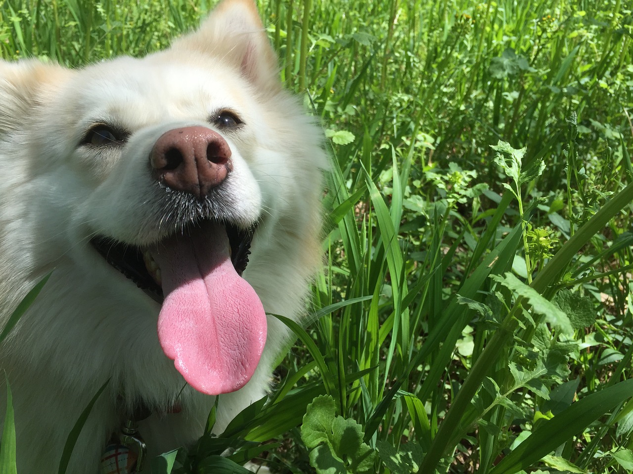 dog white tongue free photo