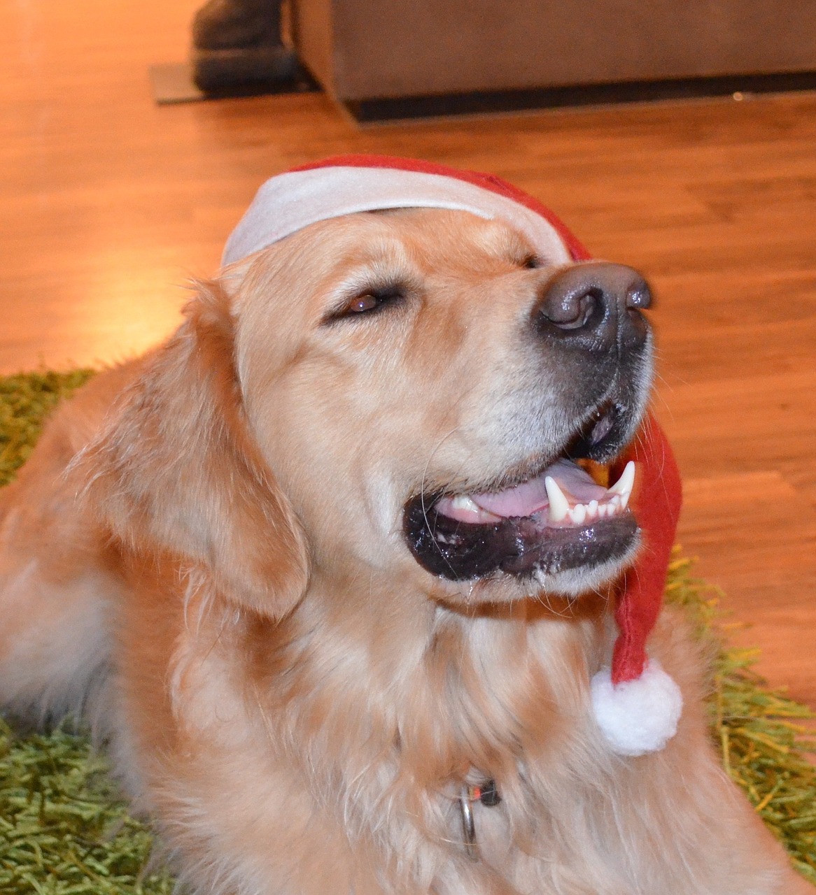 dog xmas christmas free photo