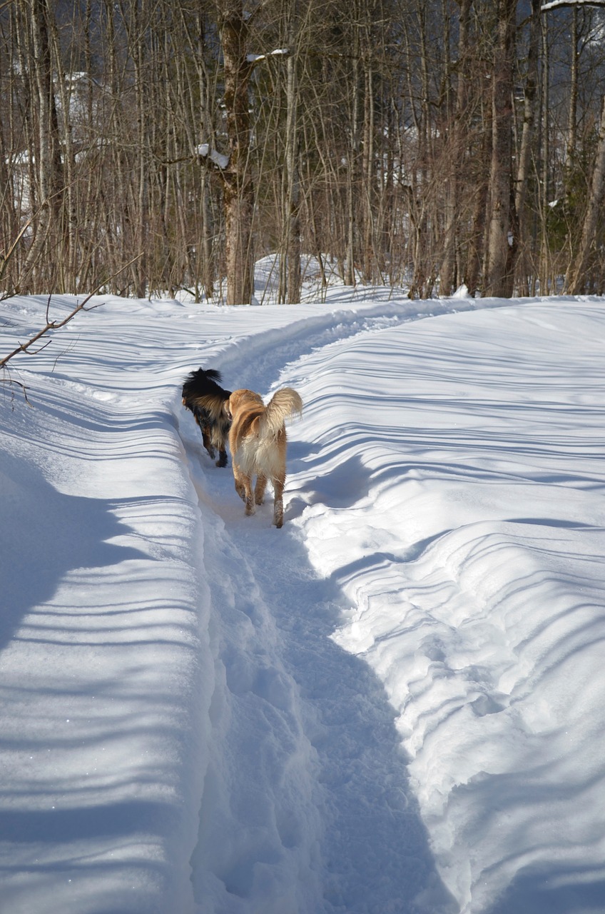 dog winter dog in the snow free photo