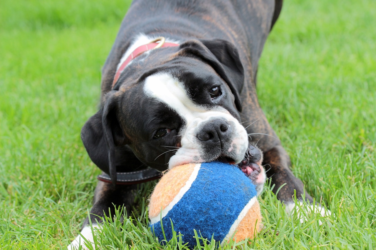 dog boxer black and white free photo