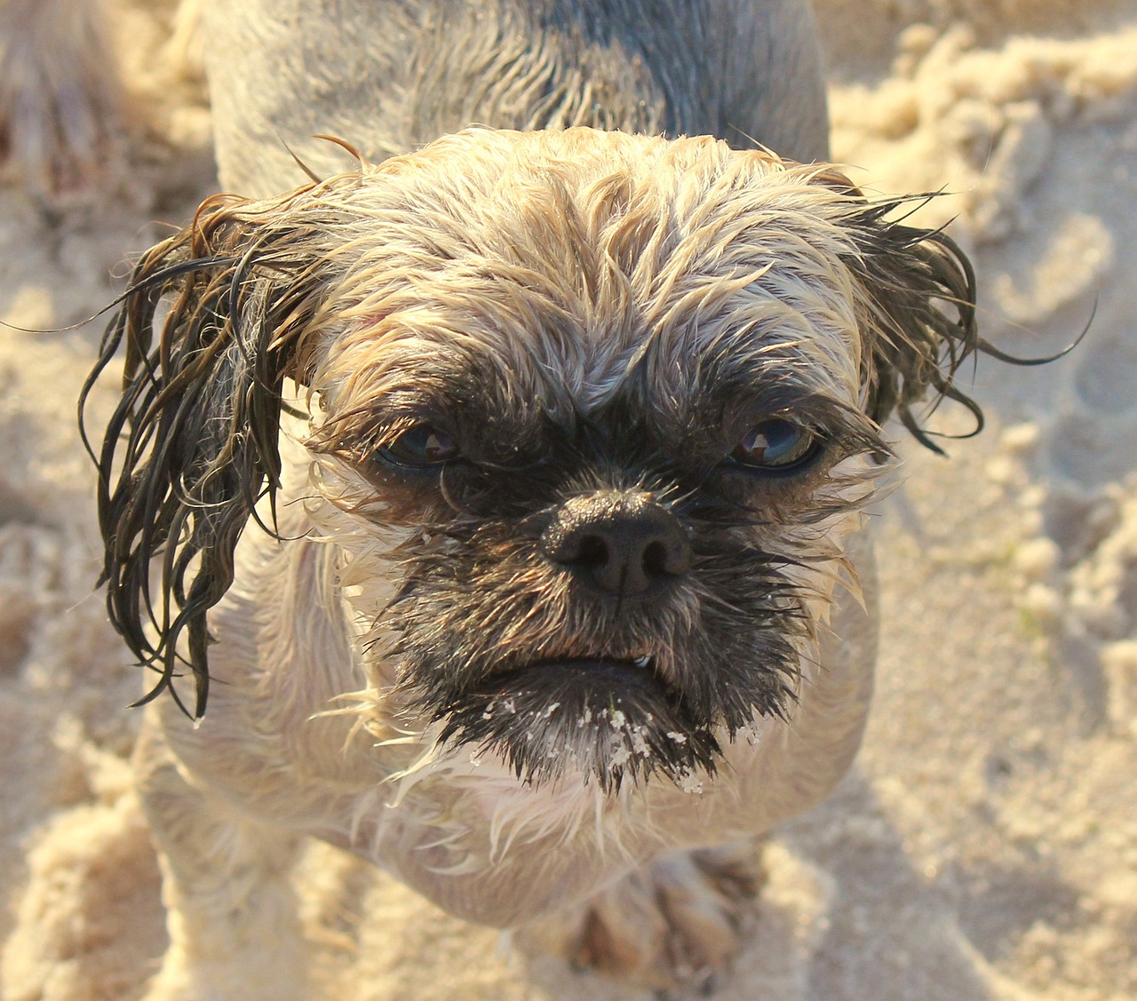 dog shih tzu animal free photo