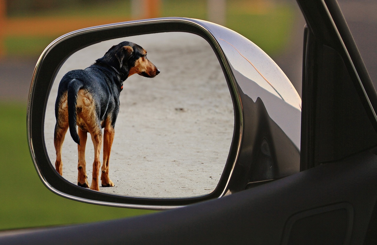 dog expose drive away free photo