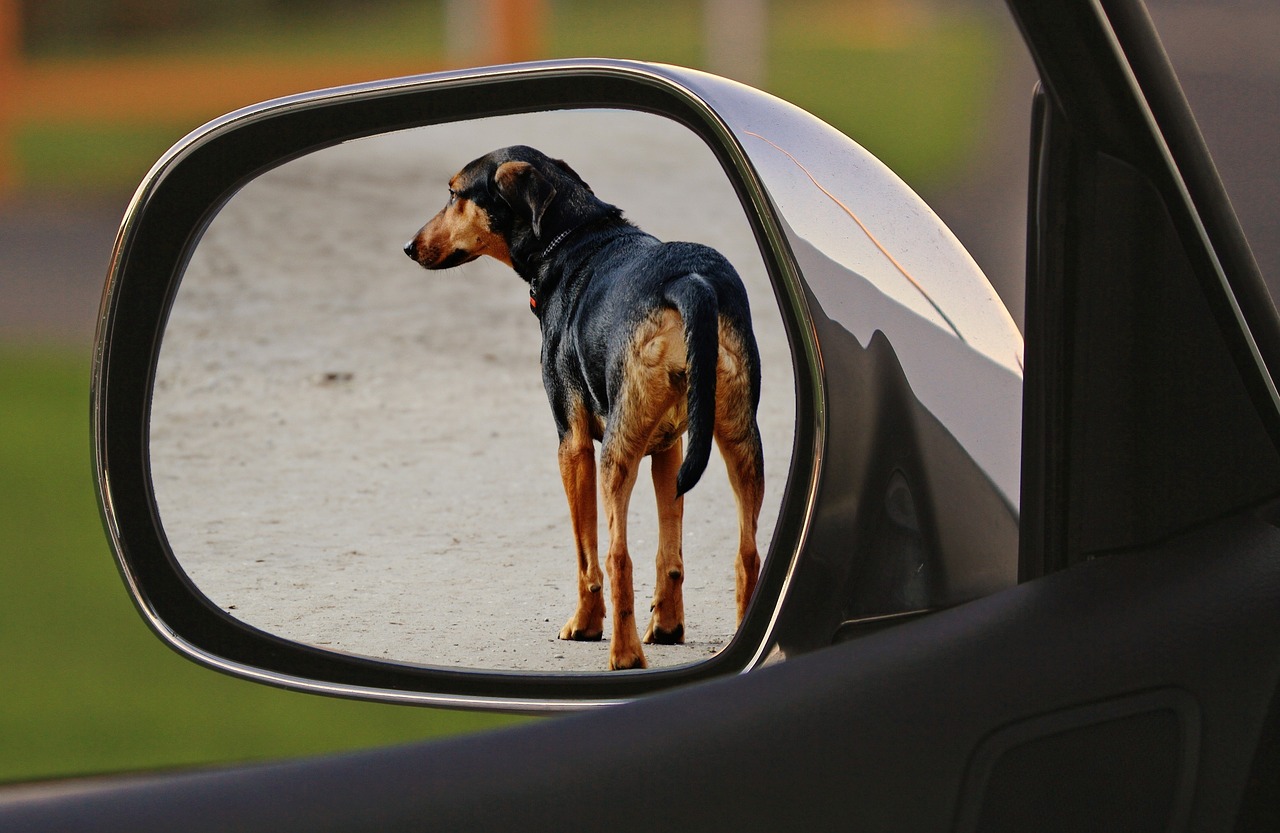 dog expose drive away free photo