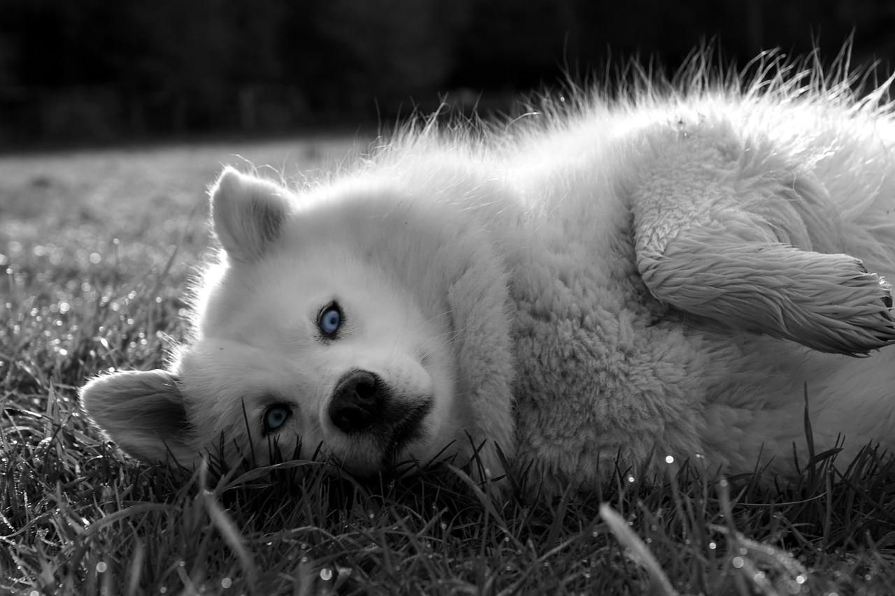 dog dog on meadow dog portrait free photo